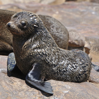 Cape Cross - Young sea lion